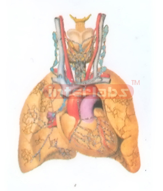 THE LYMPH VESSELS AND THE LYMPH NODES OF THE THORACIC VISCERAE